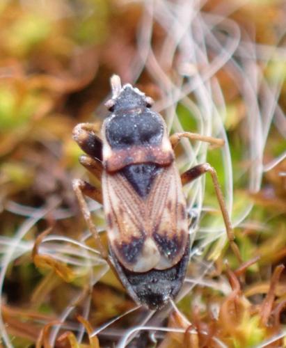 Scolopostethus sp.